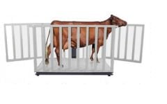 CANLI HAYVAN BASKÜLÜ 4 LOADCELL TEK ŞASE BÜYÜK BAŞ